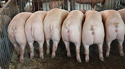 湖北金农谷农牧科技股份有限公司年产种猪生猪15000头养殖项目环境影响评价第一次公示